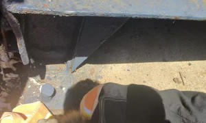 Helping a Raccoon Stuck in a Tight Spot