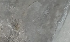 Dog Comes Home With Painted Eyebrows