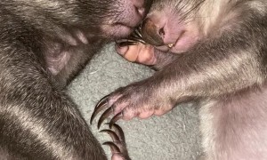 Baby Wombat Joeys Sleeping Peacefully