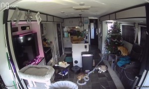 Tortoise Has His Own Christmas Decor Vision