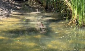 Fairly Decent Sized Saltwater Crocodile