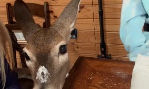 Deer Demands a Bite of Dinner