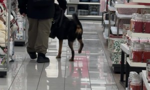 Dog Happily Prances Through Store