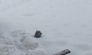 Squirrel Searches for Food Stashes Under Fresh Snow
