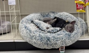 Frenchie Takes a Nap at the Pet Store