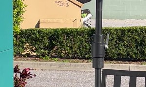 Dumpster Diver Spotted in Saint Petersburg, Florida