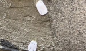 Tiny Mouse House in Madrid Decorated for Christmas