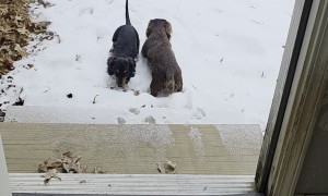 Dachshunds First Time Seeing Snow