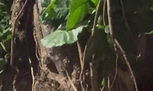 Mama Opossum Carries Babies Up a Tree