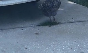 Neighborhood Chicken Cleaning Bugs Off Cars