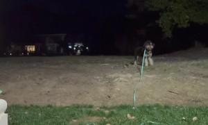 Girl Gets Tripped by Her Dog's Leash