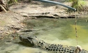 Feeding A Large Crocodile