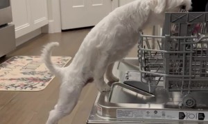 The Floating Stewart