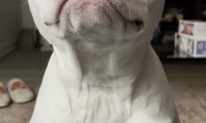 Rosalina the Pittie Giving a Piece of her Mind