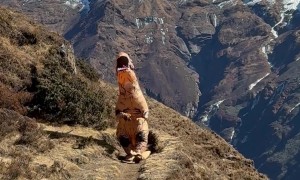 T-Rex Takes on the Himalayas