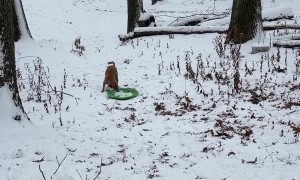 Smart Puppy Teaches Herself Snow Sledding