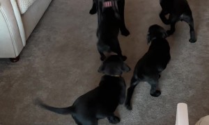 Funny Mama Labrador With Her Babies