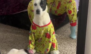 Dog Not Excited to Match Pajamas with Mom