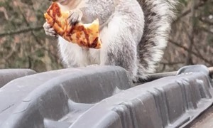 Chunky Squirrel Eating Pizza