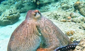 Curious Octopus Bumps Into Camera