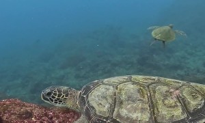 Sea Turtle Bites Diver's Camera