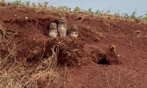 Three Little Owls Watching
