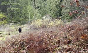 Ladies Make Conversation With Bear As They Back Away Off Bridge
