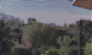 Clingy Lady King Parrot Wants a Cashew