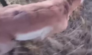 Helping a Deer Stuck in a Fence