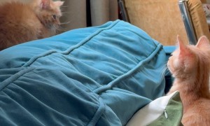 Typical Brother Behavior