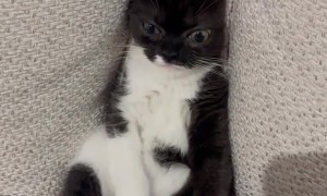 Kitten Falls Between Couch Cushions