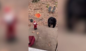 Pets Versus Christmas