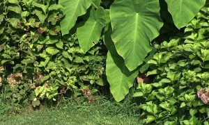 Orphaned Raccoon and Chihuahua Become Sisters