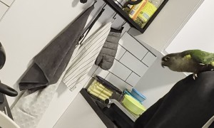 Green Cheek Conure Dancing to a Colander!