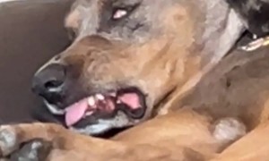 My Dog is an Active Dreamer