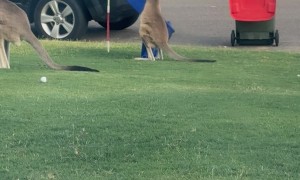 Kangaroo Fights The Australian Flag