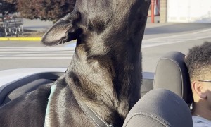 Dog’s Adorable Instinct Kicks In Every Time She Hears Sirens