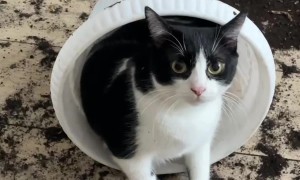 Cats Are the Flowers of Life