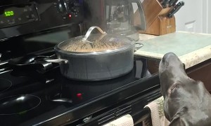 Dog Tastes Steam from Rice and Beans