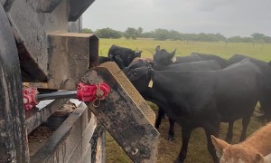Mass Feeding Cattle In One Long Line