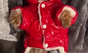 Bundled-Up Gizmo Is Ready To Go