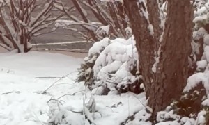 Otter Playing in the Snow