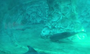 Dolphin Blows Bubble Rings