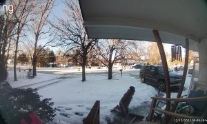 Icy Obstacles on the Way to Feed the Squirrels