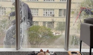 Baby Watches Window Cleaners