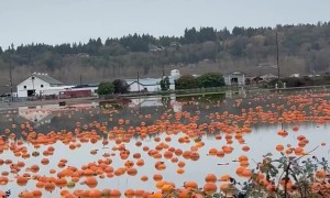 When Pumpkins Start Floating