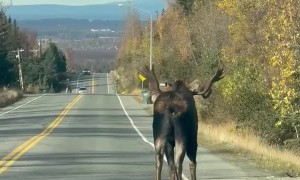 Alaskan Morning Moose Commute