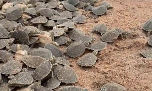 Releasing Baby Turtles After Annual Count for Conservation