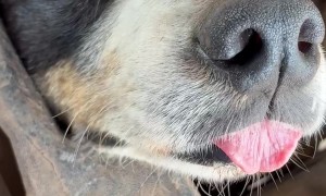 Border Collie Sleeping With His Tongue Out