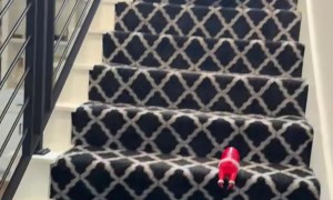 Tiny Toy Poodle Zoomies for TP